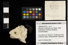 Foto (Objekt + Etiketten) von Pithonoton marginatum (von Meyer, 1842) (NHMW-GEO-1990-0041-0016)